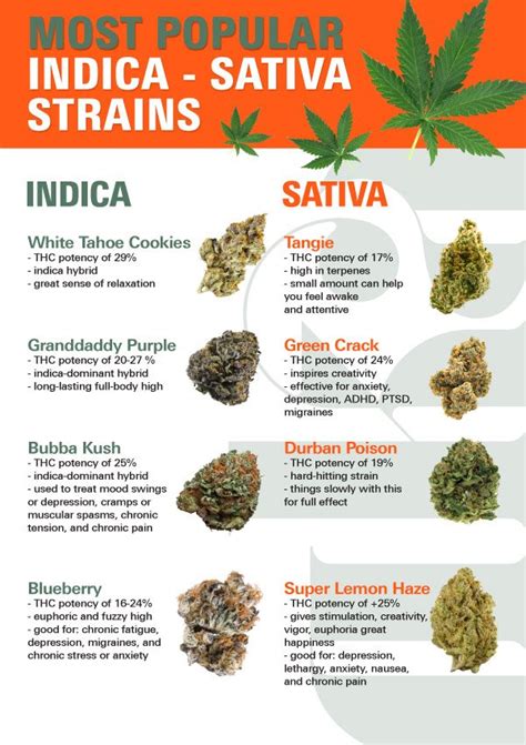 Ztk Weed Strain Information .